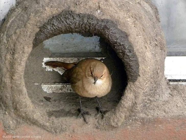 Как птица строит гнездо