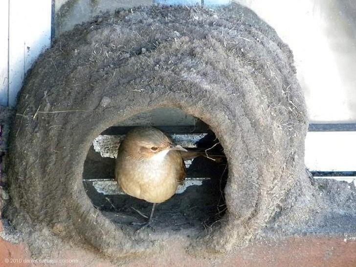 Как птица строит гнездо