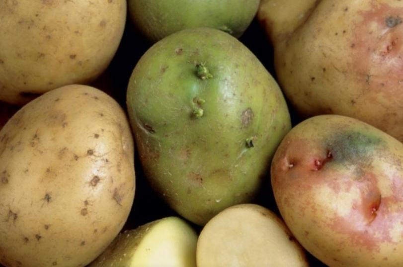 Пять советов для успешного сбора урожая картофеля
