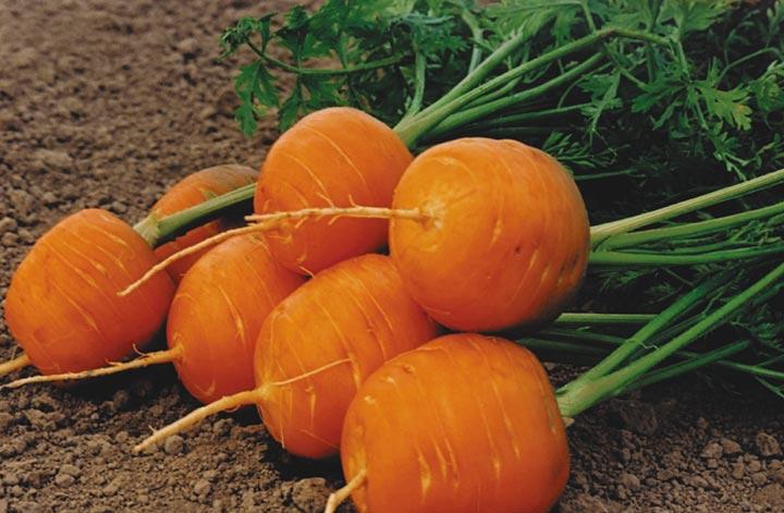 Выращивание моркови на балконе