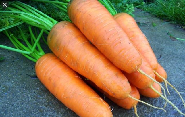Выращивание моркови на балконе