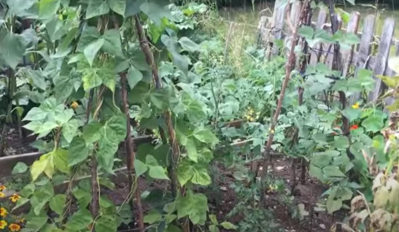 Стручковая фасоль – посадка, выращивание, сбор урожая, хранение