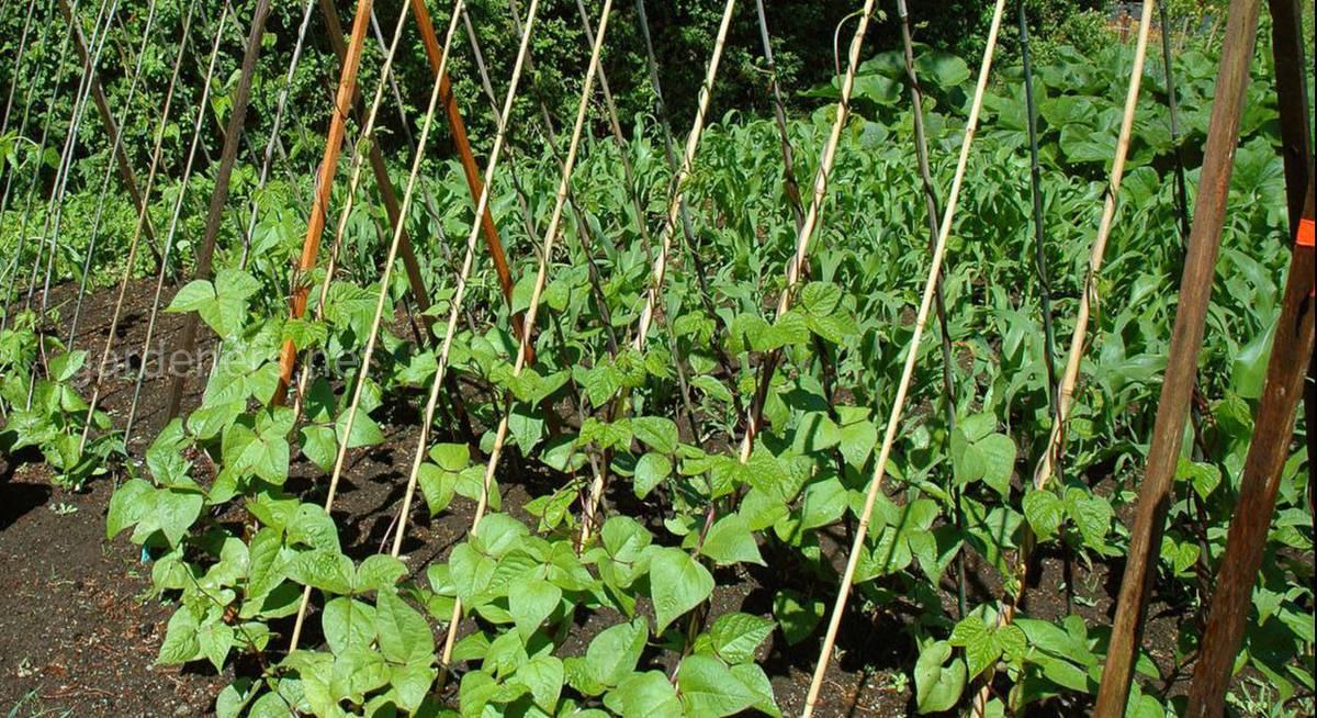 Стручковая фасоль – посадка, выращивание, сбор урожая, хранение