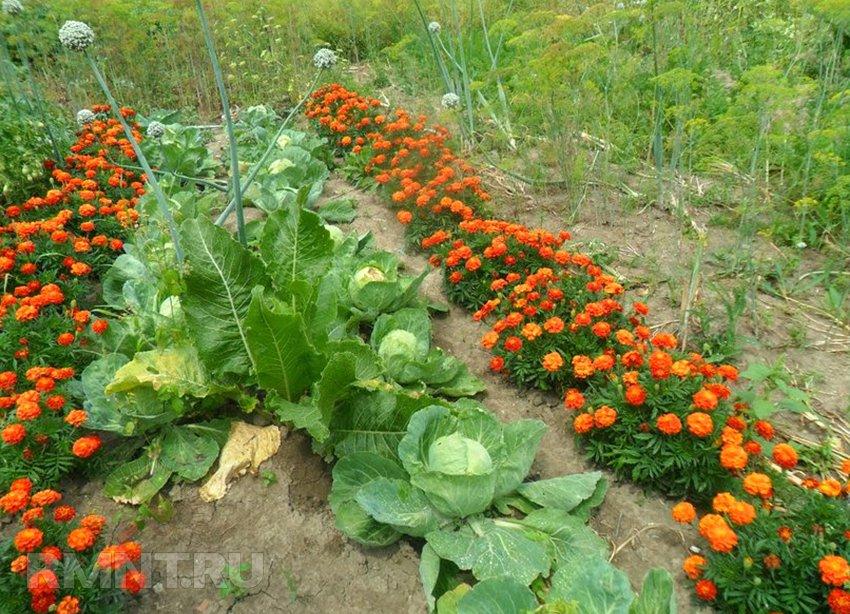 Огород для начинающих - основы посадки и выращивания