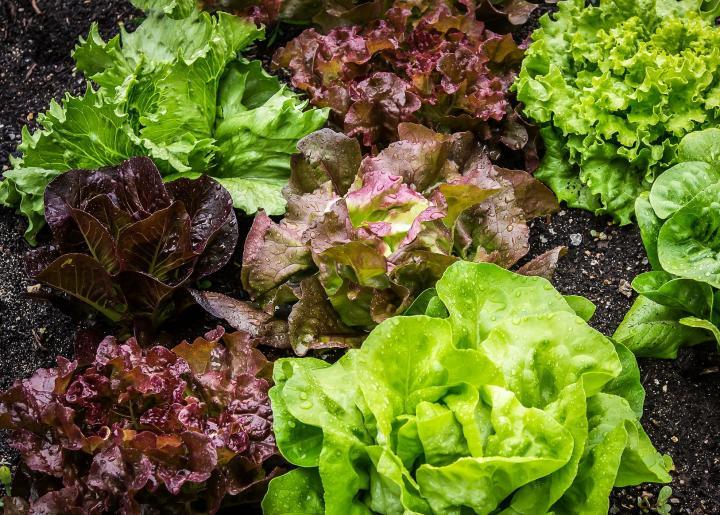 Как выращивать салат листовой