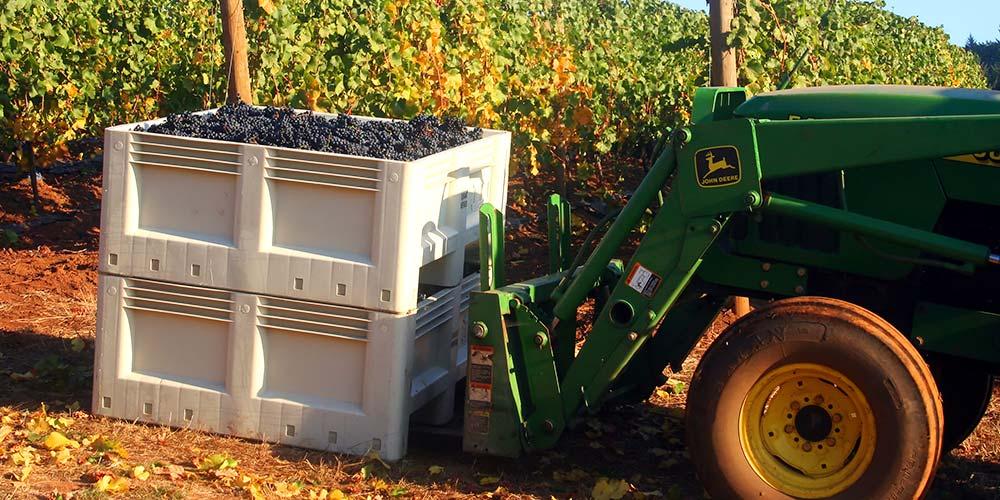 Как выращивают виноград и делают вино в Калифорнии