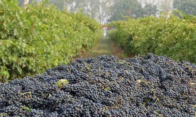 Как выращивают виноград и делают вино в Калифорнии