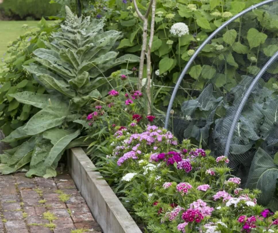 Как обустроить и озеленить садовый участок