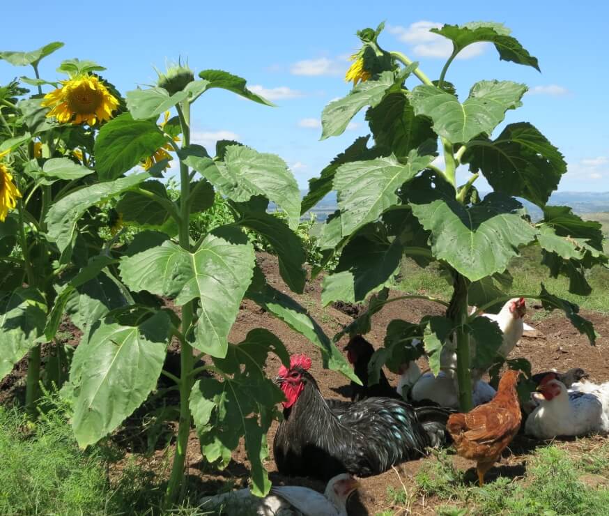 Что я выращиваю в Уругвае: мой сад и огород